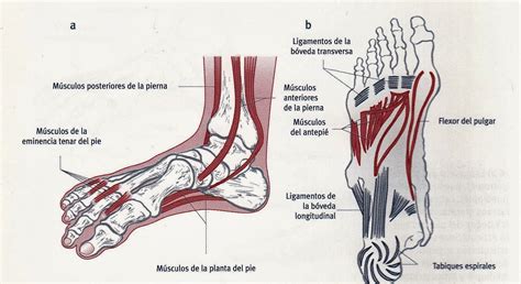 Musculatura del Pie - Vive MiniMalista