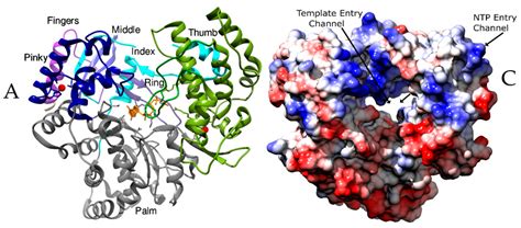 Viruses Free Full Text Rna Dependent Rna Polymerases Insights From Structure Function And