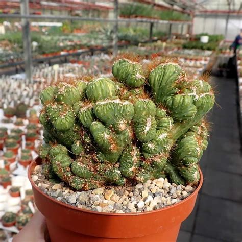 Cereus Peruvianus Monstruosus Cristata Uhlig Kakteen Ber