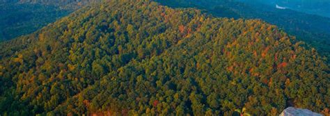 Plant a Tree in the Appalachian Forest Eastern U.S.