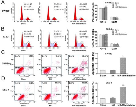 The Mir 19b Inhibition Induces G1s Cycle Blockade And Apoptosis Of