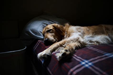 Free Stock Photo of Dog Sleeping on Bed | Download Free Images and Free ...