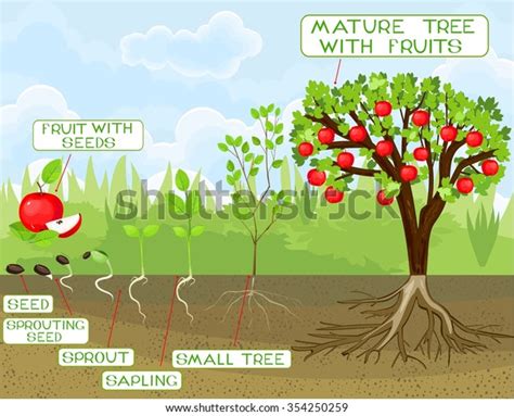 Life Cycle Apple Tree Stock Vector (Royalty Free) 354250259