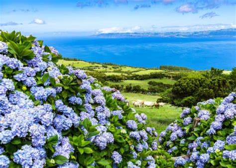 Do Hydrangeas Bloom All Summer Here S How The Blooms Bloom