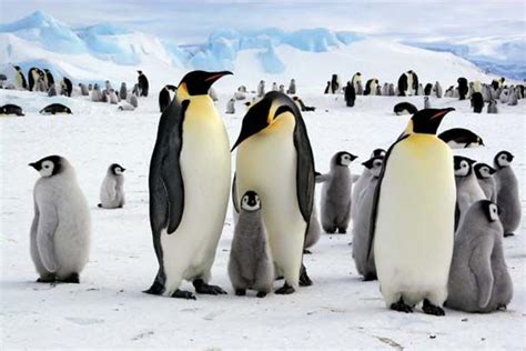 Antarctica - Kids | Britannica Kids | Homework Help