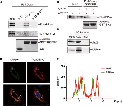 Interaction Of Vav2 With Full Length APP In Cells A GST Pull Down