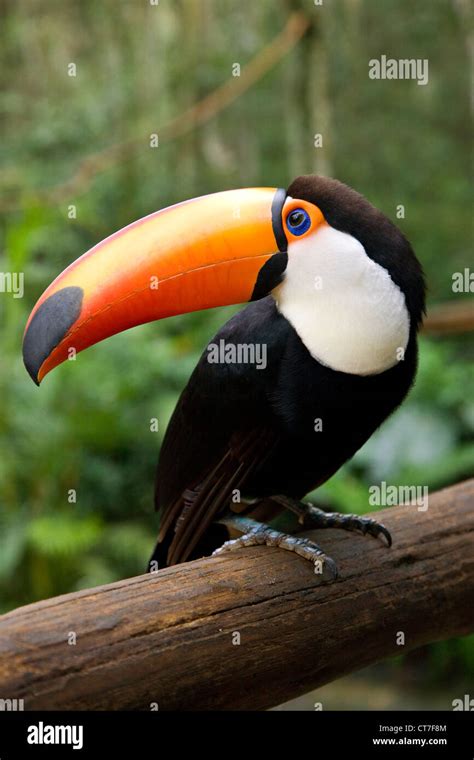 Toco Toucan In Parque Das Aves Or Bird Park Stock Photo Alamy