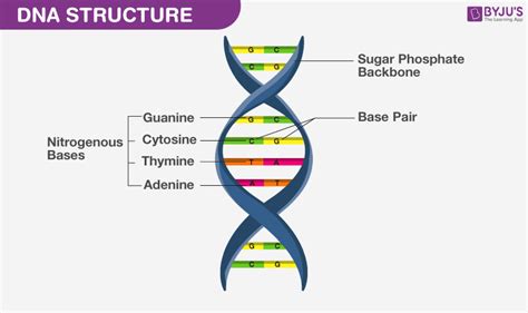 What is Deoxyribonucleic acid (DNA) | Lab Tests Guide