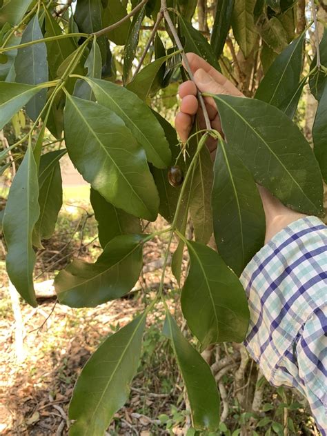 Red Fruited Olive Plum From Heathwood Park Qunaba Qld Au On December