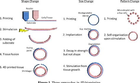 Figure From A Perspective On D Bioprinting Semantic Scholar