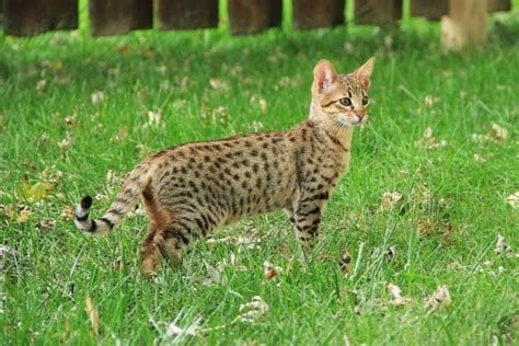 The 10 Largest Cats In The World Swedish Nomad