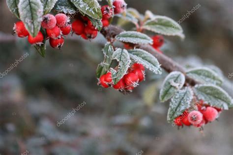 Primer Plano De Las Heladas En El Arbusto De Cotoneaster Con Bayas