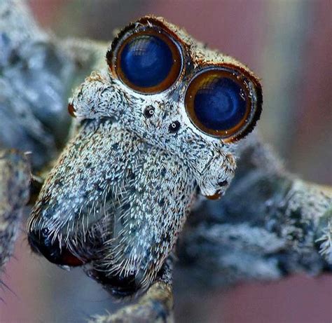 Deinopis Subrufa Deinopidae This Is A Classic Closeup Shot Of The Face