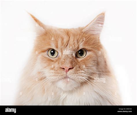 Close Up Of Cat S Face Stock Photo Alamy