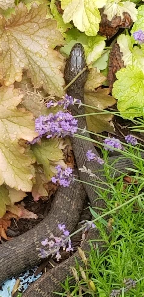 Harmless water snake? [Northern Virginia] : whatsthissnake