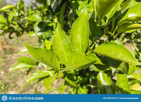 Leaves Of Sweet Orange Plant Known As Citrus Sinensis L Osbeck