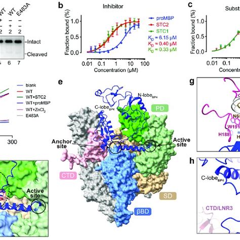 Cryo Em Structure Determination Of The Papp Aprombp Complex A The