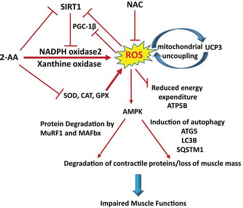 Proposed Model Of Aa S Action In Skeletal Muscle Aa Triggers Ros