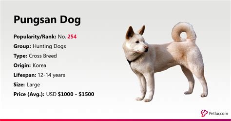 Pungsan Dog Dog Breed Info, Size, Price, Height | Petlur