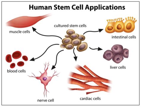 Biology Unit Exam Evolution Flashcards Quizlet