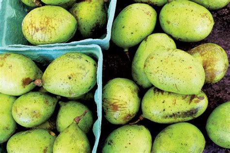 Where To Find Pawpaws North Americas Largest Edible Native Fruit