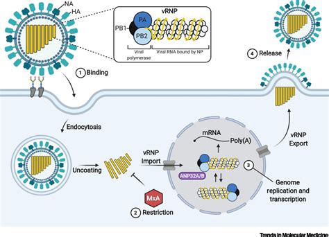 Influenza A Viruses Understanding Human Host Determinants Trends In