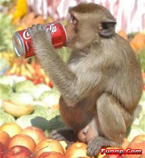 Cute Funny Monkey Pictures - Captions, Quotes, Facebook, Wallpapers ...