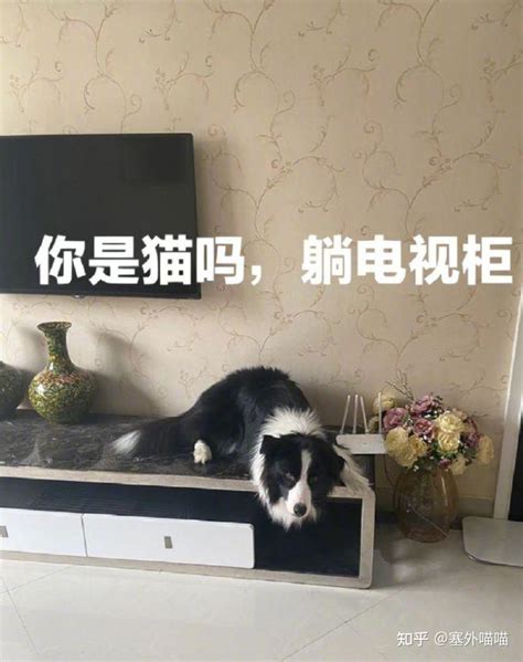 网友建议养了猫就别养边牧，因为猫干啥这货都能学会！ 知乎