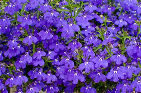 Growing Lobelia: Tips For Care Of Lobelia