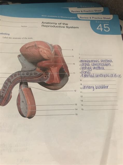 Anatomy Of The Reproductive System Review Sheet Anatomical Charts