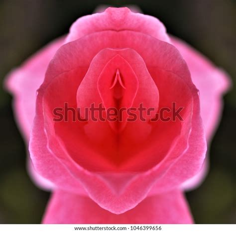 Sex Pussy Vulva Clitoris Vagina Orgasm Foto Stock Shutterstock