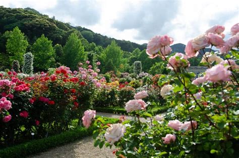 30 Best Rose Gardens in the World You Have To Visit - Petal Republic