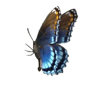 3D Animated butterflies | Free butterfly animated gifs