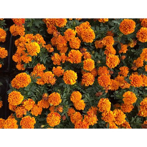 Costa Farms 1 Pt Orange Marigold Plant In Growers Pot 12 Pack 1ptoramari12pk The Home Depot