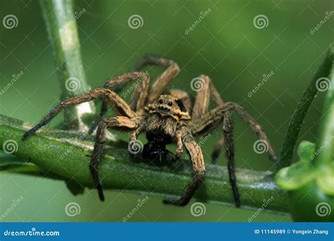 Spider 库存图片 图片 包括有 Habitat Animals Biological Outdoor 11145989