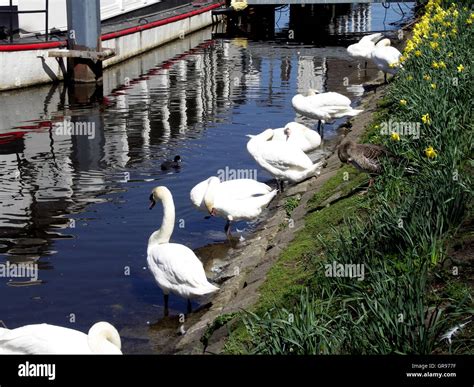 Swans In Series Stock Photo - Alamy