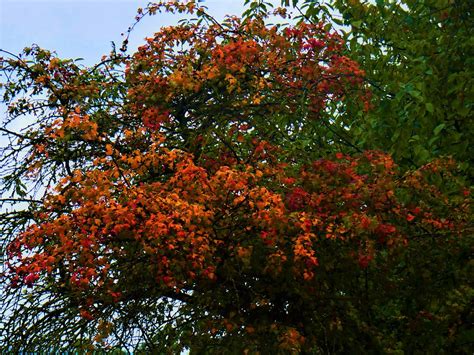 Herbstfarben Renate Dunkel Flickr