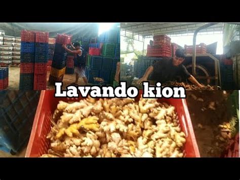 Lavando Kion Jenjibre As Es El Proceso Del Lavado Youtube