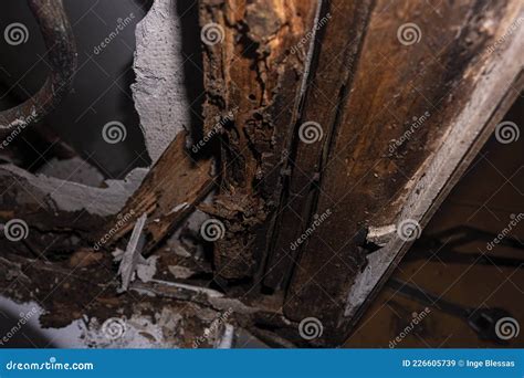 Termite Or White Ant Damage In A House Stock Image Image Of Insect