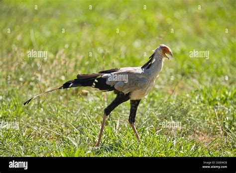 A Secretary Bird Sagittarius Serpentarius Walking Through The