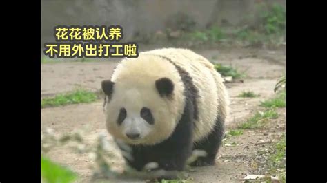 Huahua Hehua Panda认养大熊猫花花需要多少条件，有什么特权？认养大熊猫还是非常有用的 Youtube