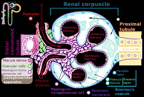 Diagram Of The Renal Corpuscle Structure Of The Glomerulus This Image