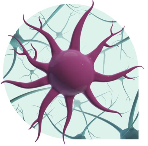 Microglia Markers | Alomone Labs