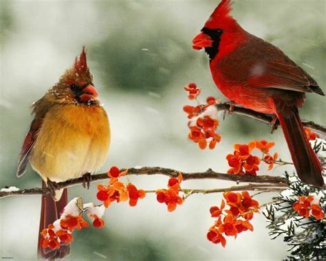 Cardinal Couple 1000 Piece Jigsaw Puzzle