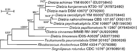 Phylogenetic Tree Derived From 16s Rrna Gene Sequences Showing The