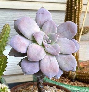 Graptopetalum Superbum Tips Cuidados Y Reproducci N