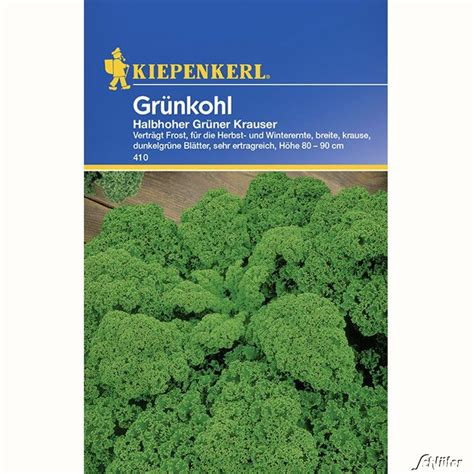 Gr Nkohl Halbhoher Gr Ner Krauser Brassica Oleracea Var Sabellica