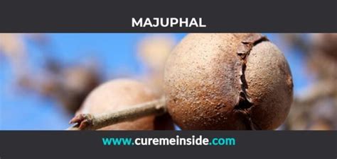 Majuphal Health Benefits Side Effects Uses Dosage Interactions