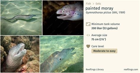 Painted Moray Gymnothorax Pictus Complete Care Guide Reeflings