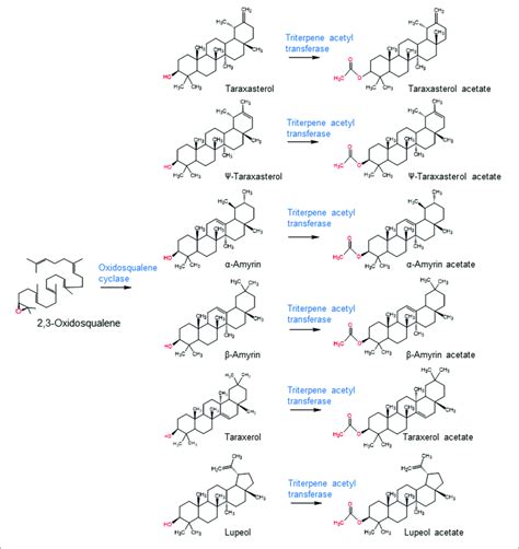 Biosynthesis Of Triterpene Acetates From Free Triterpenes By